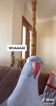 capture vidéo virale d'un perroquet bleu issue d'une création de contenu social media tiktok
